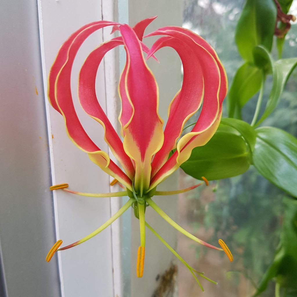 Botanischer Garten Halle | Ein zauberhafte Blume in Herzform als Ausgangsfoto